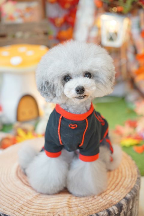 パピリーヒルズ オンラインショップ | LINE Official Account